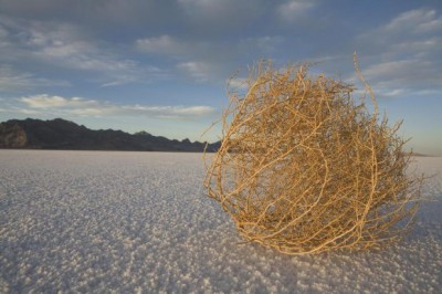 tumbleweed_01.jpg