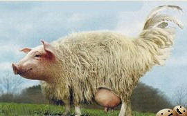 eierlegende-wollmilchsau.jpg